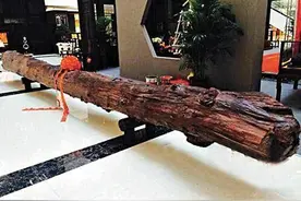 国内唯一重3.8吨800年黄花梨原木，长见识了！图片