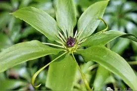 你见过岳西深山中的这种神奇异草吗！图片