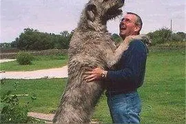 巴铁兄弟最强悍的本土獒送给我们：库达犬超牛图片