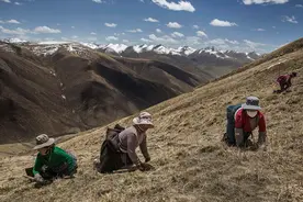 藏族牧民寻找珍贵的冬虫夏草的一组美丽照片图片