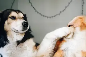 跨越物种的爱情：狐狸和狗狗意外相爱图片