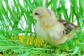 当狗狗遇上鸡，令人惊讶的一幕出现了图片