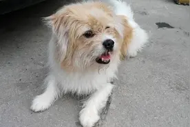 狗陪你一段时光  却是狗的全部生命图片