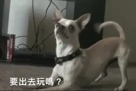 当这只狗狗听到“出去玩”和“洗澡吧”时，它超萌的反差笑死人了图片