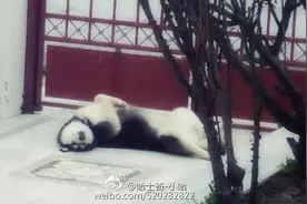 当哈士奇睡得太熟它的模样彷彿就像凶杀惨案，瘆的慌....图片