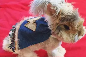 超萌网红！宠物安哥拉兔的日常（多图）图片