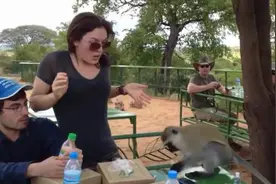 看看世界各地的猴子都是怎么抢东西的图片