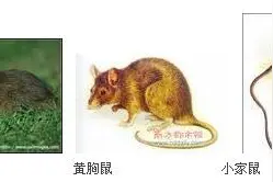 潍坊帮控专业灭鼠公司教你最有效的灭鼠方法图片