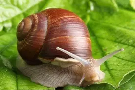 吃还是不吃？蜗牛进食模样实在太恐怖了...图片
