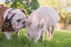 二师兄的迷失：小猪与狗狗长久相处竟认为自己也是只汪图片