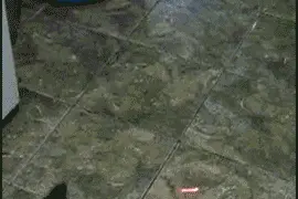 搞笑GIF图：一支激光笔，就能玩转一大票动物！图片