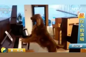 音乐无界限！动物界也有狂热音乐狗图片