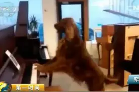 音乐无界限！动物界也有狂热音乐狗图片