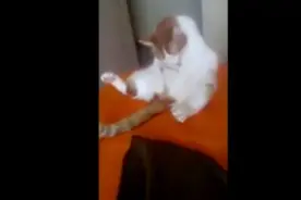 猫咪的世界里有太多古怪的事情......图片