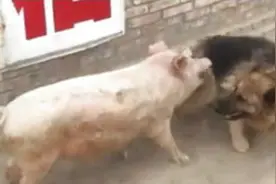 野猪狂扇田园犬嘴巴，一共抽了298个大嘴巴子，田园犬奋勇反击图片