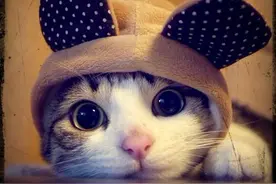 喵星人的喵星球图片