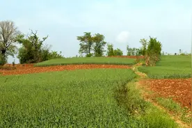 麦子收获全过程：从青苗到麦黄，从开镰到麦场，你见过吗？图片