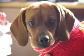 小巧的腊肠犬，你喜欢吗？图片