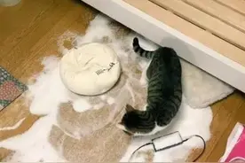 奇葩猫咪跟家中泡沫抱枕打架，抱枕最终惨败！图片