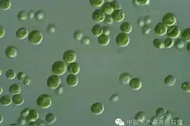 小球藻在水产养殖上的应用图片