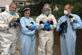 第一次接触世界！恶主人让8狗生276只小狗，一生惧怕活脏屋中图片