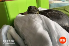 岛国小哥家里的乌龟又下蛋了，这次打算怎么吃呢？图片