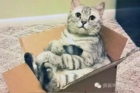 盒子里的喵星人图片