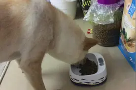 狗狗吃饭吃得特别香，牙齿倍儿棒，嚼得咯吱咯吱响图片
