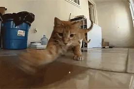 呆萌动物秀：梦见吃蹄膀醒来后老婆只剩半张脸！图片