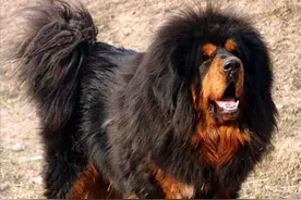 那些发起狂来要上天的狗，藏獒竟然连前三都没进......图片