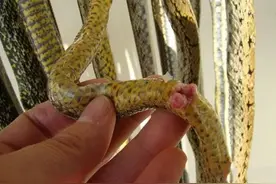 蛇的繁殖特点你知道多少？养殖人须知人工孵化的技巧与方法。图片