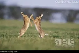 兔子的那些趣事，你知道几条？图片