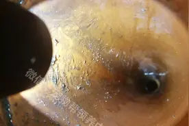 小狐狸被卡在水管中动弹不得，而狐狸妈妈做的事让人看到母爱伟大图片