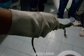 泰国厕所马桶惊现小巨蜥！图片