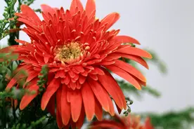 春风吹开幸福花图片