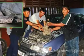 泰国一巨蜥误闯家中被狗驱赶 只好躲进轿车发动机舱图片