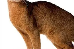 世界名猫品种大全，收藏！图片