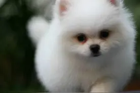 了解博美犬的生活习性然后和它一起欢快的度过每一天图片