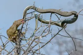 剧毒非洲树蛇遭猫鼬偷袭，三下五除二就被咬致死！图片