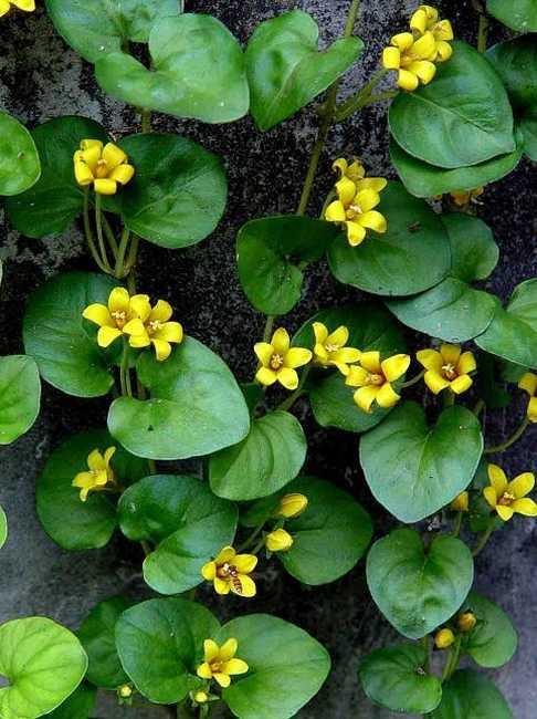 金钱草,是治疗结石最常用草药,也叫仙人对坐草,城里人不知道!