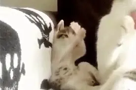 小蠢猫一直学不会洗脸，猫妈妈都要急疯了图片