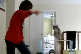 别人家的猫：居然训练得比狗还听指挥图片