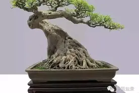盆景的伤口处理与榆树盆景制作工序详解图片