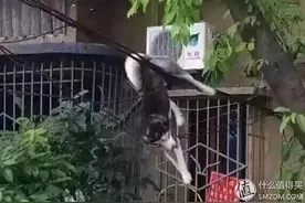 一只想成为网红的哈士奇图片