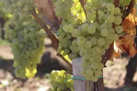 360 度完美解读赛美蓉葡萄品种图片