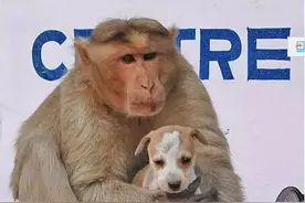 印度猴子做了一只流浪狗的妈妈，为什么她会如此母性大发？图片