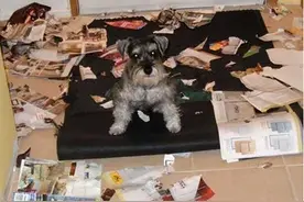 狗狗总是喜欢乱咬东西，它可能是在告诉你这些问题图片