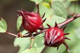 植物红宝石 居然是夏季必备茶饮图片