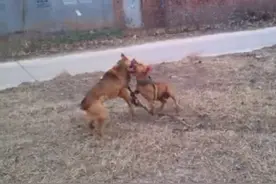 比特犬对土狗，不料被干趴下，咬得血淋淋，结局让人大呼意外！图片