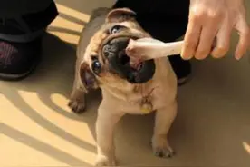 狗狗吃了过多的骨头和肉后，竟然出现了吐粪的症状图片